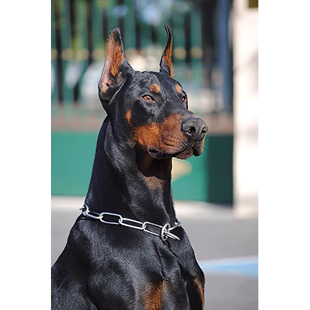 Kanvas Doberman Sayılarla Boyama Seti Kasnaklı